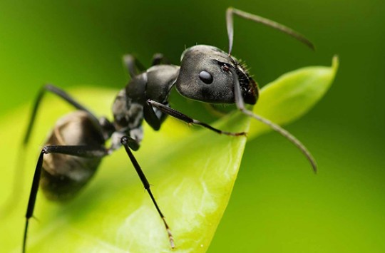 Karıncalar Hakkında Hayrete Düşüren Bilgiler